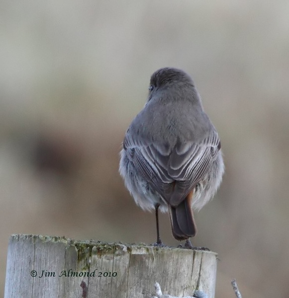 Black Redstart rear Kinmel Bay 21 2 10  IMG_6126